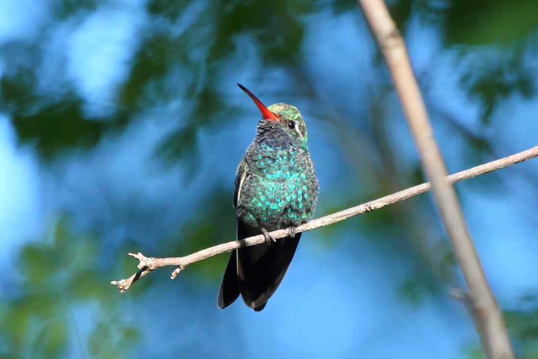 Broad-billed Hummingbird