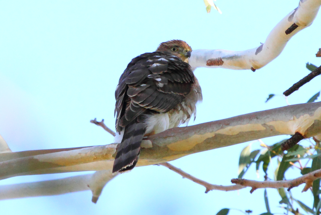 Cooper\'s Hawk