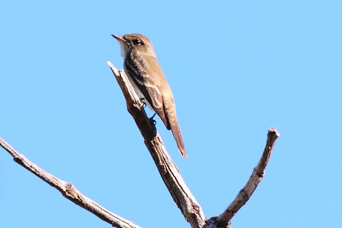 Western Wood-Pewee