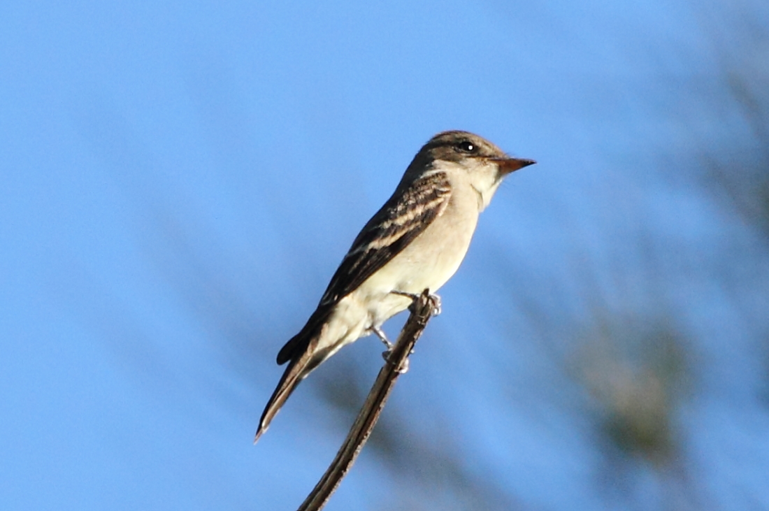 Western Wood-Pewee