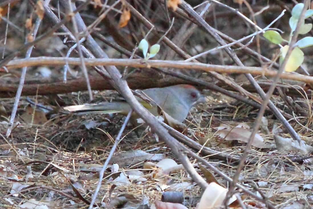 Green-tailed Towhee