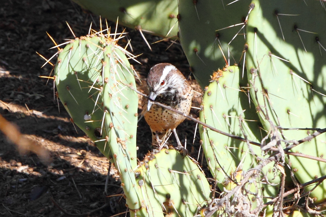 Cactus Wren