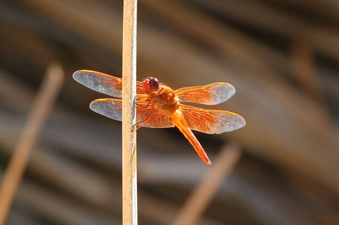 Flame Skimmer