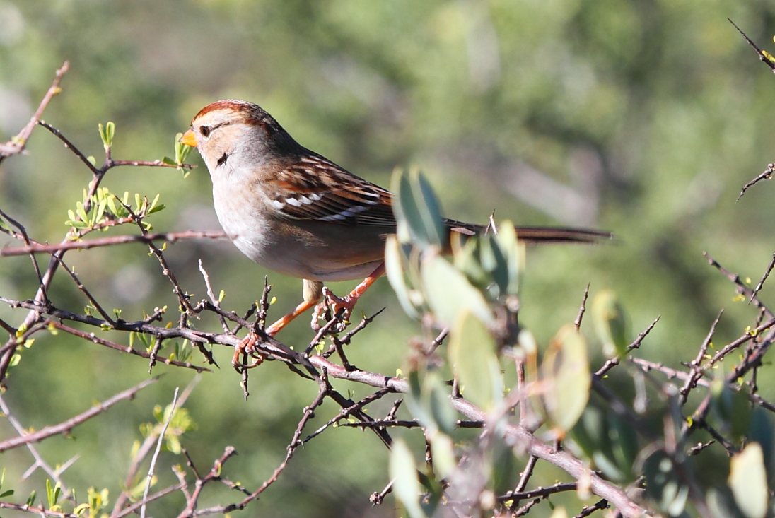 White-crowned Sparrow