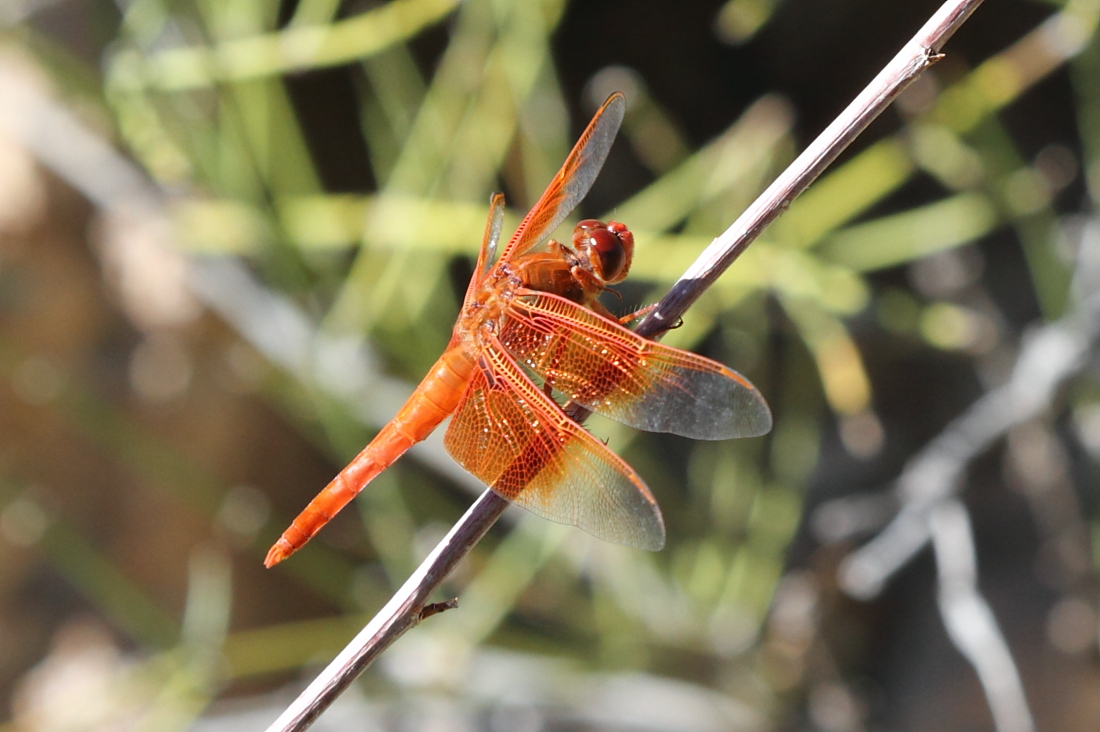 Flame Skimmer