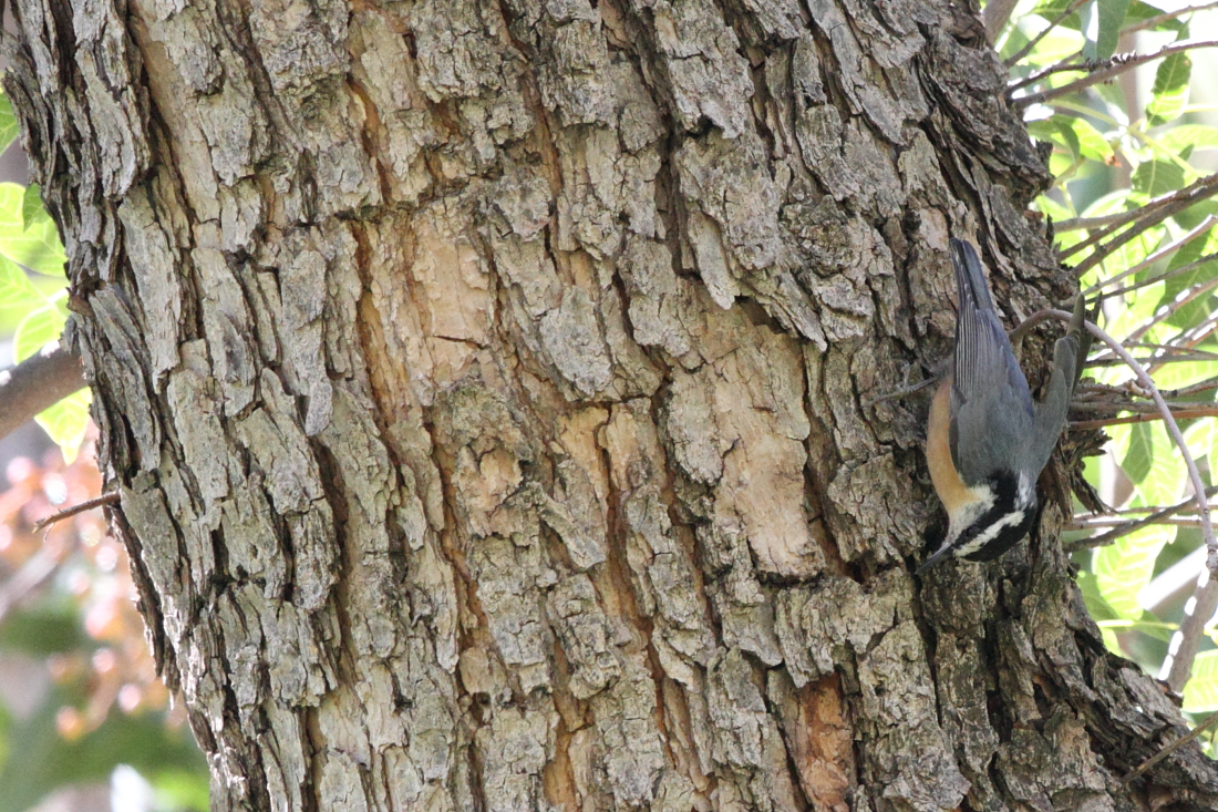 Red-breasted Nuthatch