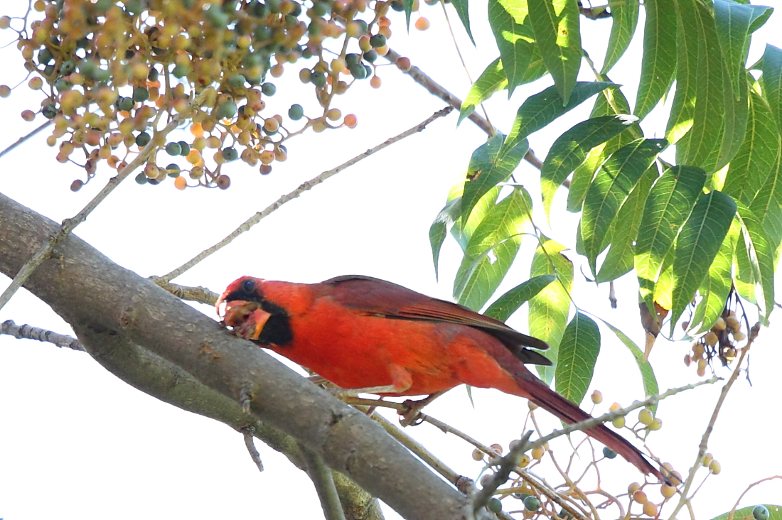 Northern Cardinal