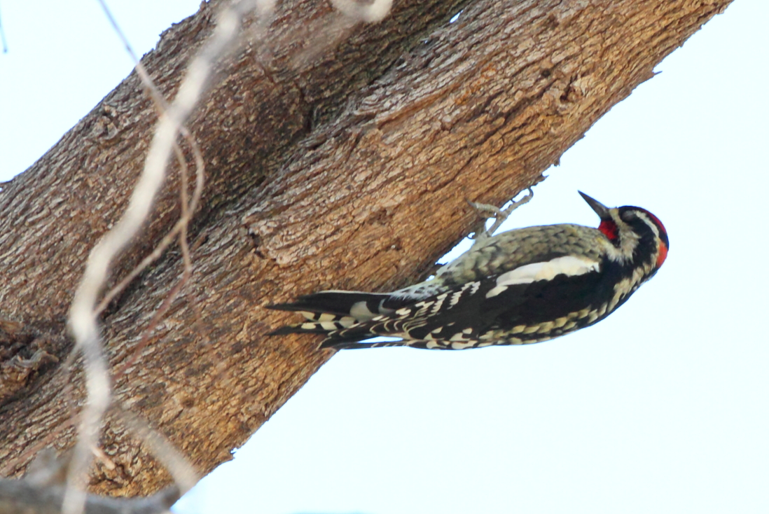 Red-naped Sapsucker