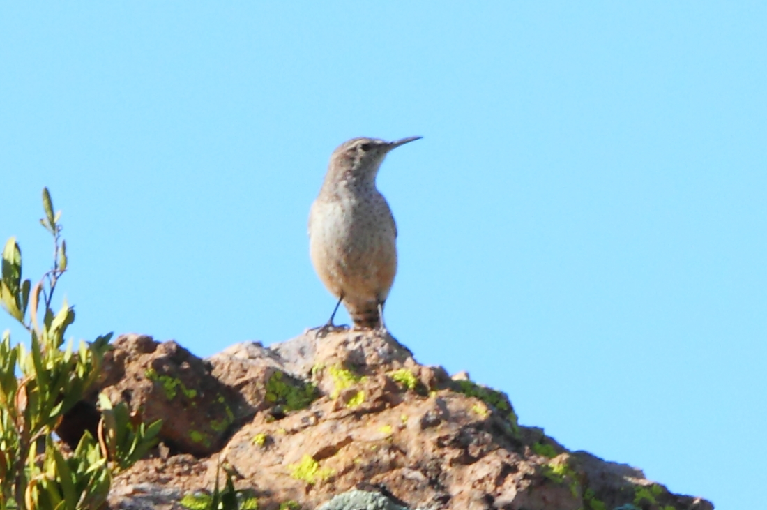 Rock Wren