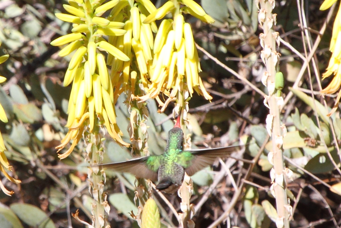 Broad-billed Hummingbird