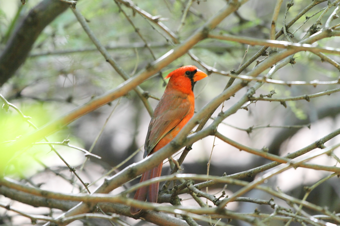 Northern Cardinal