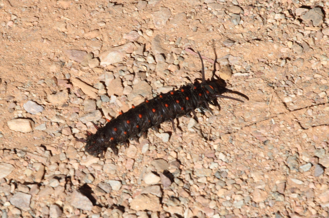 Caterpiller for Pipevine Swallow