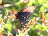 Pipevine Swallowtail