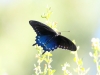 Pipevine Swallowtail