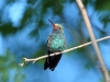 Broad-billed Hummingbird