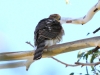 Cooper's Hawk