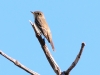 Western Wood-Pewee