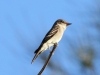 Western Wood-Pewee