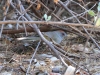 Green-tailed Towhee