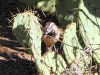 Cactus Wren