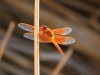 Flame Skimmer