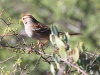 White-crowned Sparrow