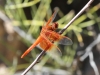 Flame Skimmer