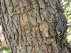 Red-breasted Nuthatch