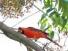 Northern Cardinal