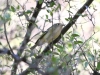 Ruby-crowned Kinglet