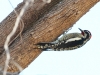 Red-naped Sapsucker