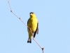 Lesser Goldfinch