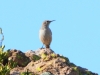 Rock Wren