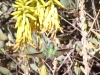 Broad-billed Hummingbird