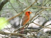 Northern Cardinal