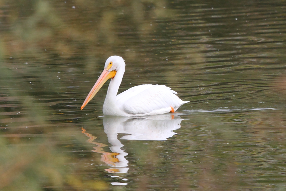 American White Pelican