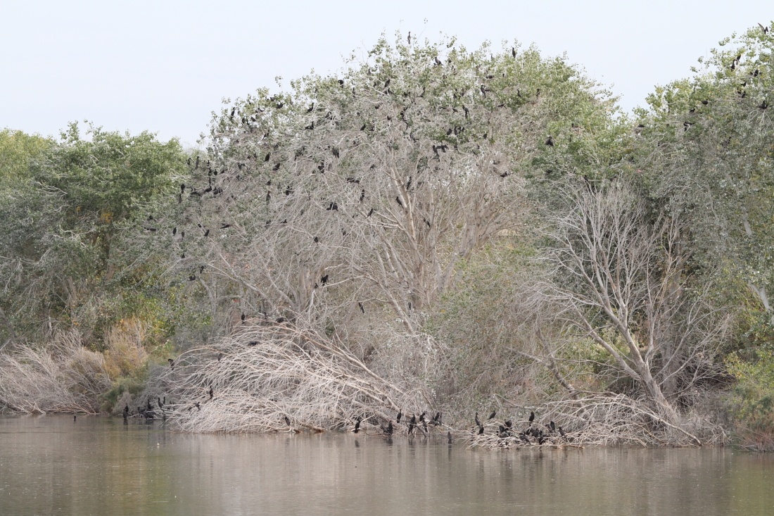 Double-crested Cormorants