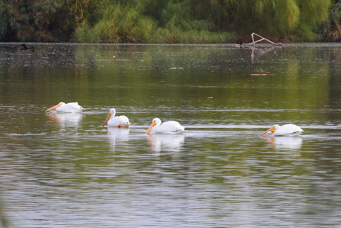 American White Pelican