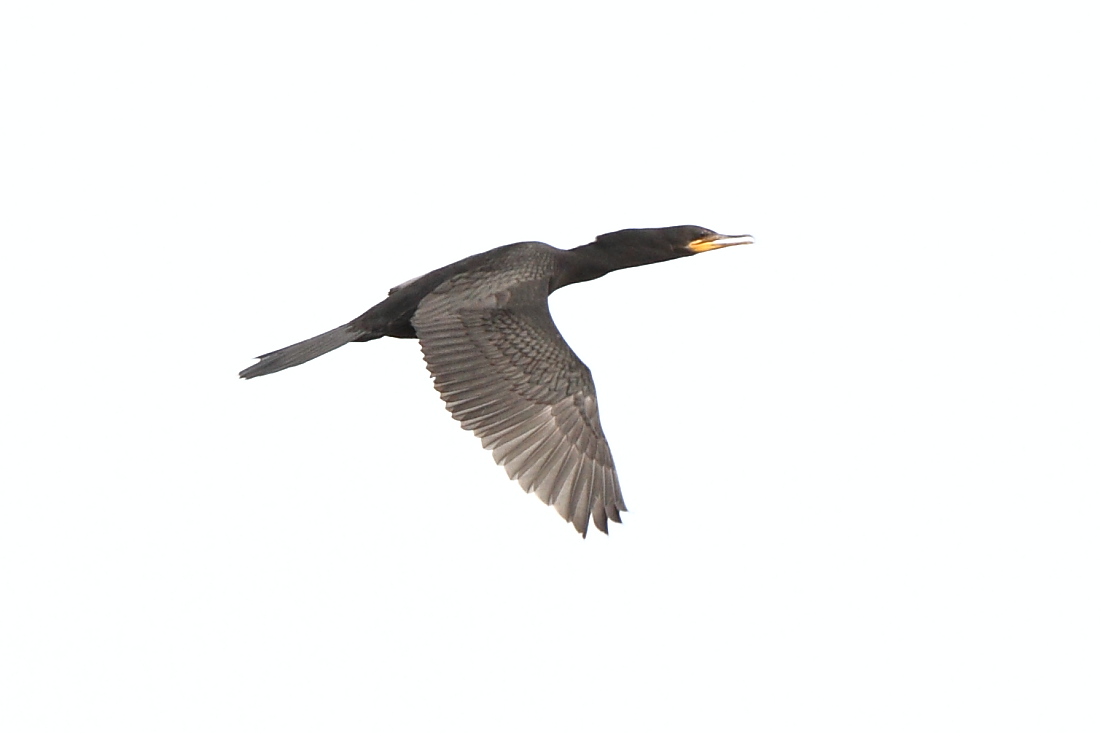 Double-crested Cormorant