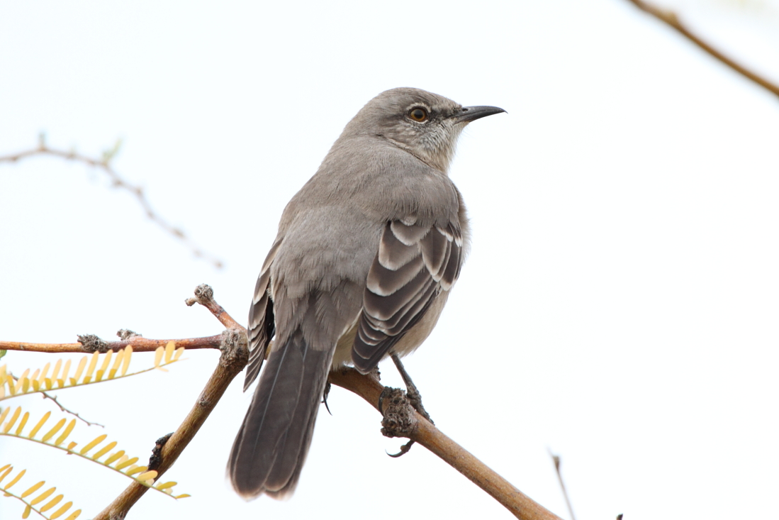 Northern Mockingbird