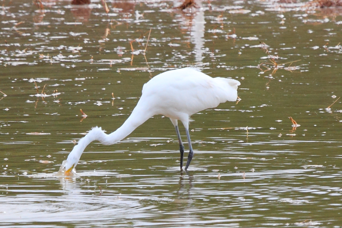 Great Egret