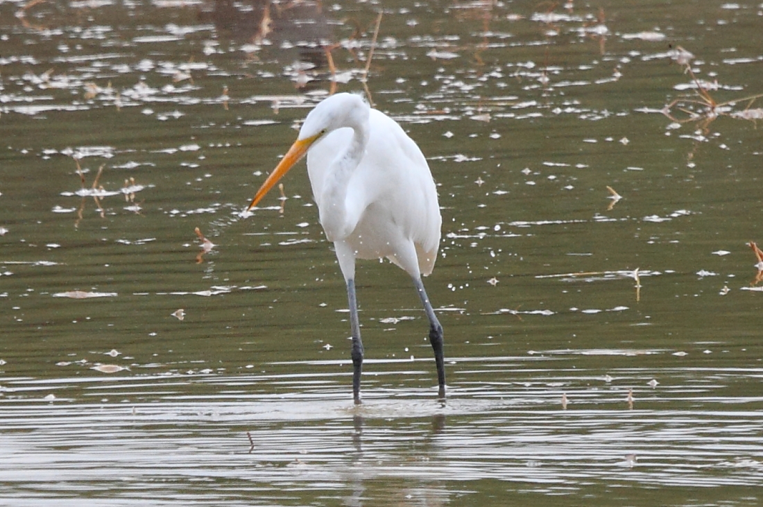 Great Egret