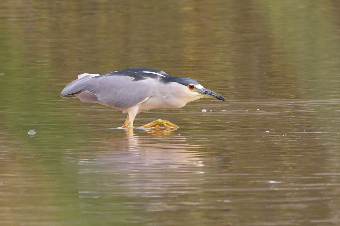 Black-crowned Night Heron