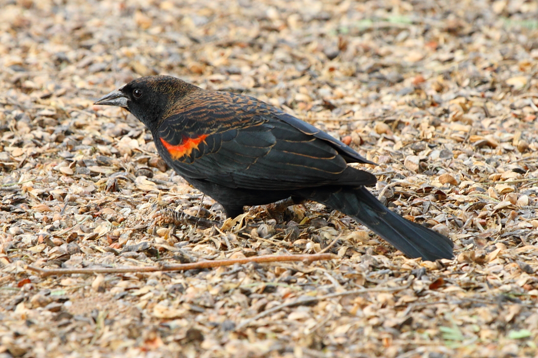 Red-winged Blackbird