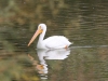 American White Pelican