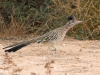 Greater Road Runner