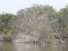 Double-crested Cormorants