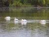 American White Pelican