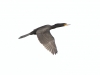 Double-crested Cormorant