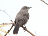 Northern Mockingbird